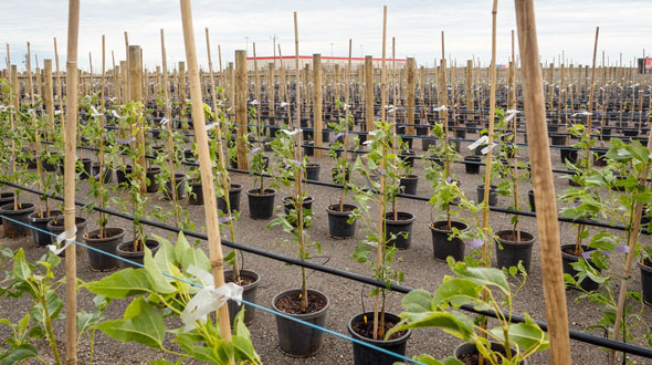 avalon airport onsite nursery