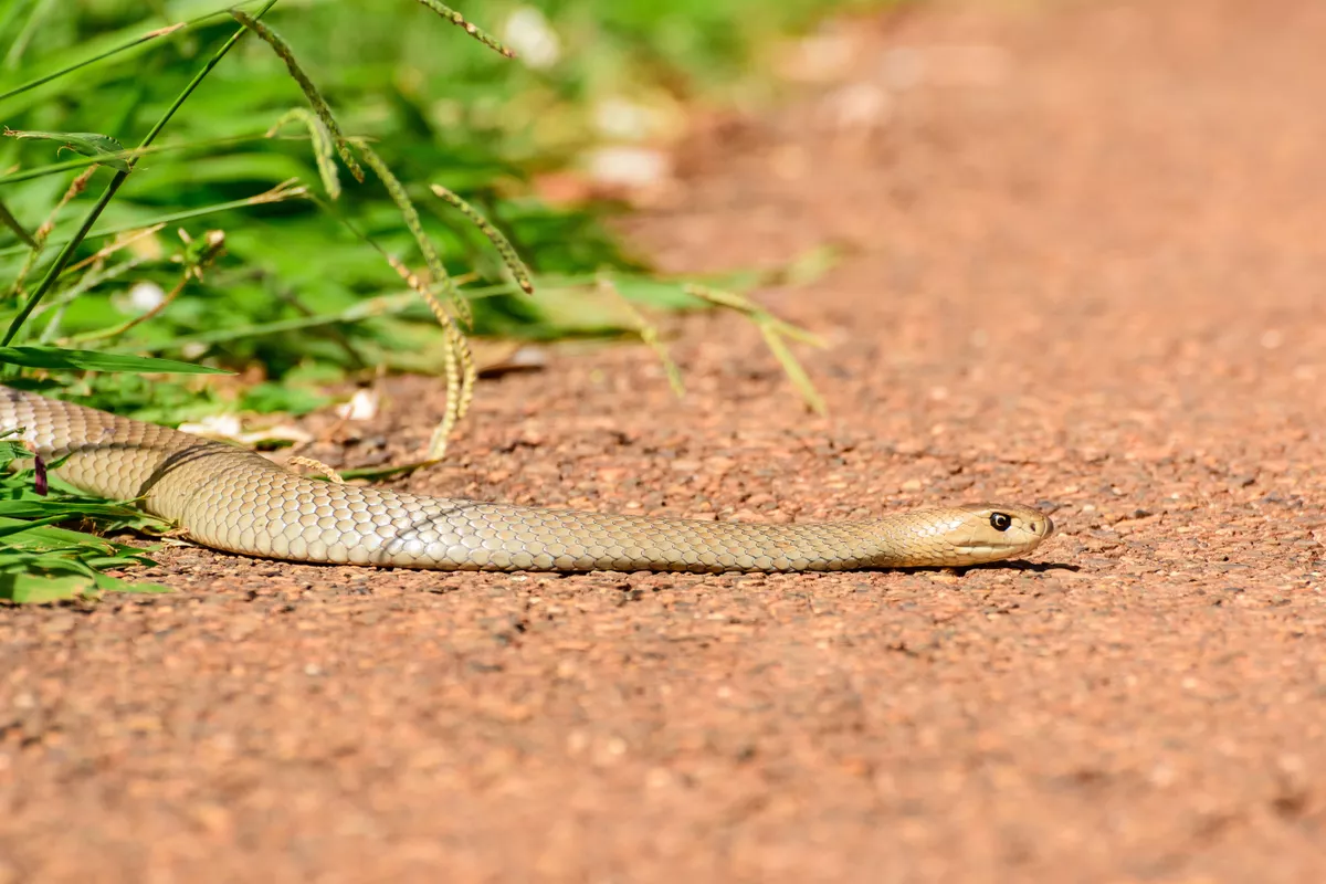 A snake bite can change everything in a split second